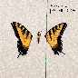 Brand New Eyes